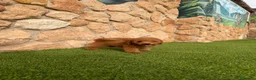 Caniche Toy perros en venta: Excelente caniche toy - Anuncio 2