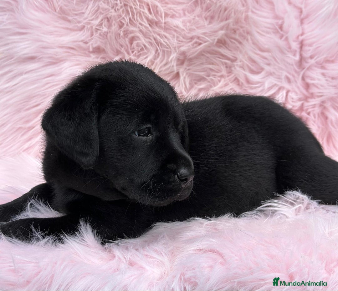 Labrador Retriever perros en venta: EXCELENTE LÍNEA LABRADOR NEGRO SOLIDO - Imagen 4