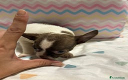 Chihuahua perros en venta: Chihuahua toy rusa - Imagen 5