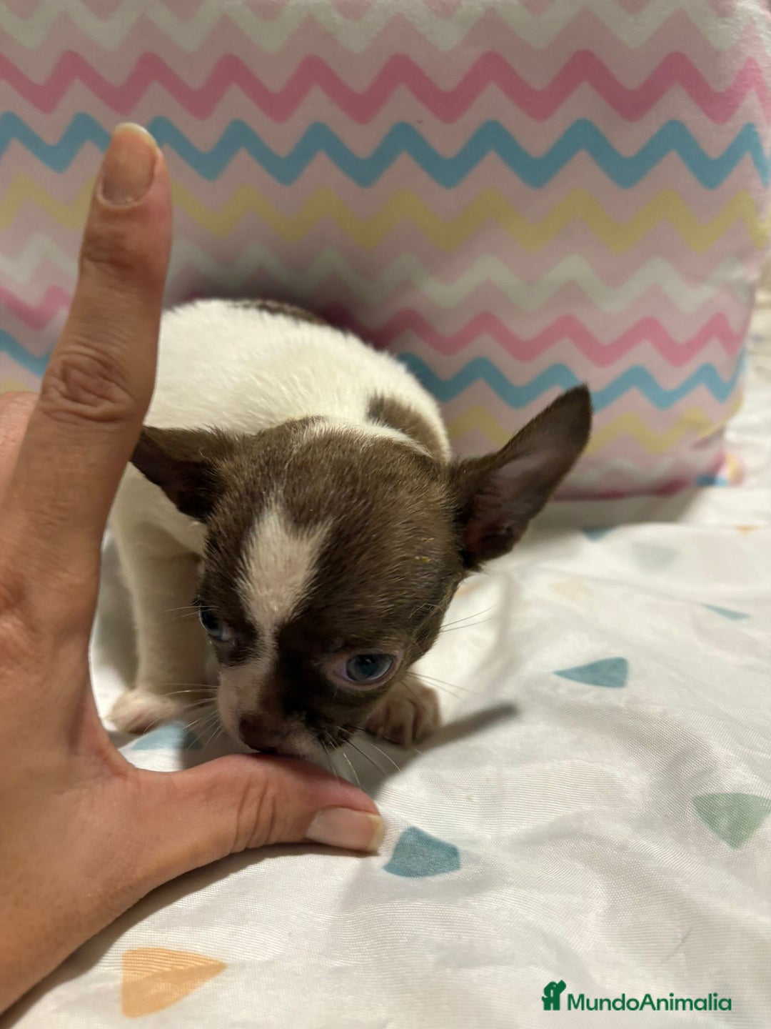 Chihuahua perros en venta: Chihuahua toy rusa - Imagen 5