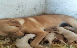 Labrador Retriever perros en venta: Labrador retriever  - Imagen 2