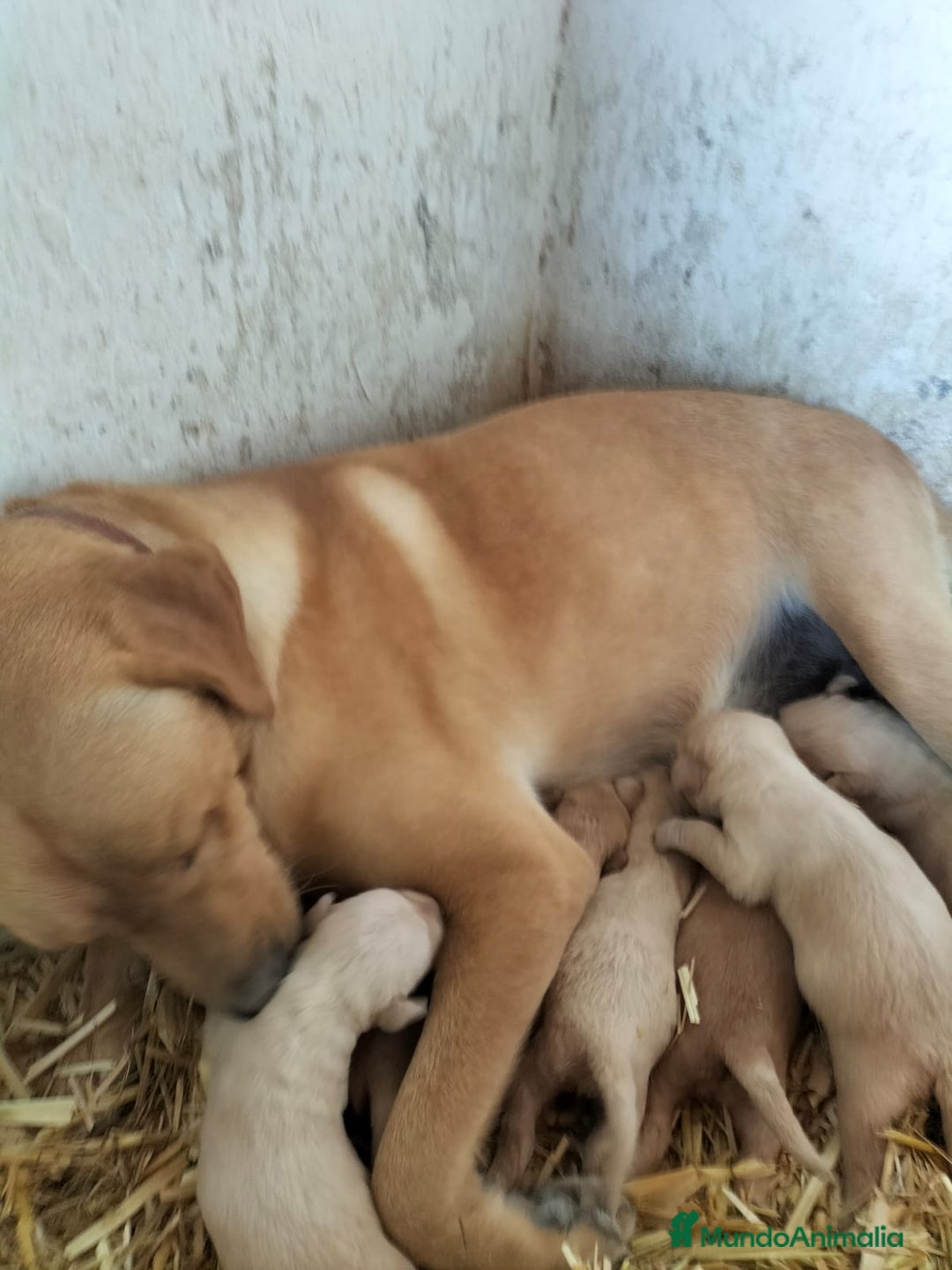 Labrador Retriever perros en venta: Labrador retriever  - Imagen 2