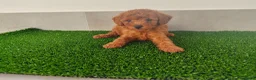Caniche Toy perros en venta: Caniches toy - Anuncio 20