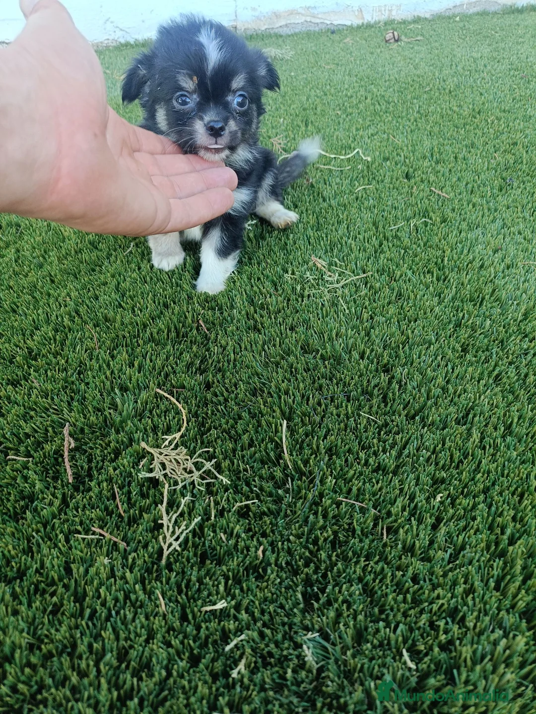 Chihuahua perros en venta: Machito de Chihuahua Pelo Largo - Anuncio 1