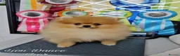 Pomerania perros en venta: Pomeranias calidad excepcional en Málaga - Anuncio 9