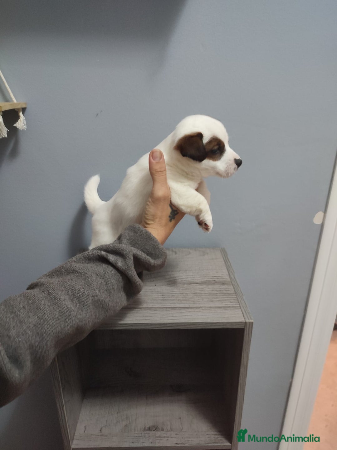 Jack Russell Terrier perros en venta: Jack Russell Navalcarnero  - Anuncio 4