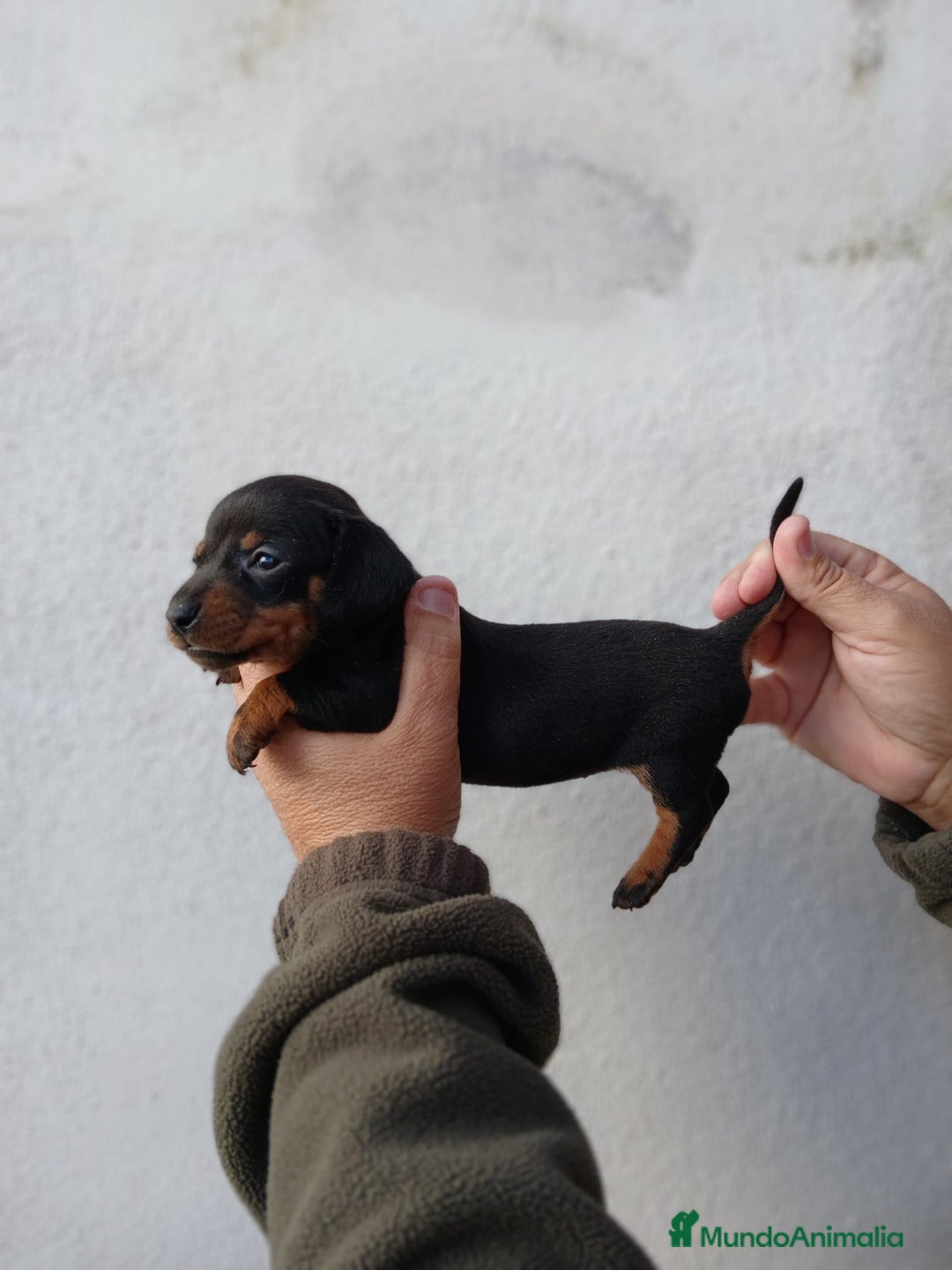 Teckel Miniatura perros en venta: camada teckel arlequín y todos los colores  - Anuncio 19