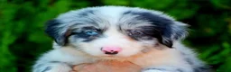 Border Collie perros en venta: camada de border collie  - Anuncio 36