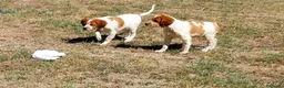 Épagneul Breton perros en venta: Epagneul Breton  - Anuncio 5