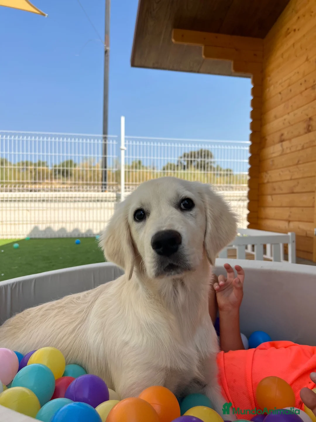 Golden Retriever perros en venta: Golden hembra - Anuncio 1