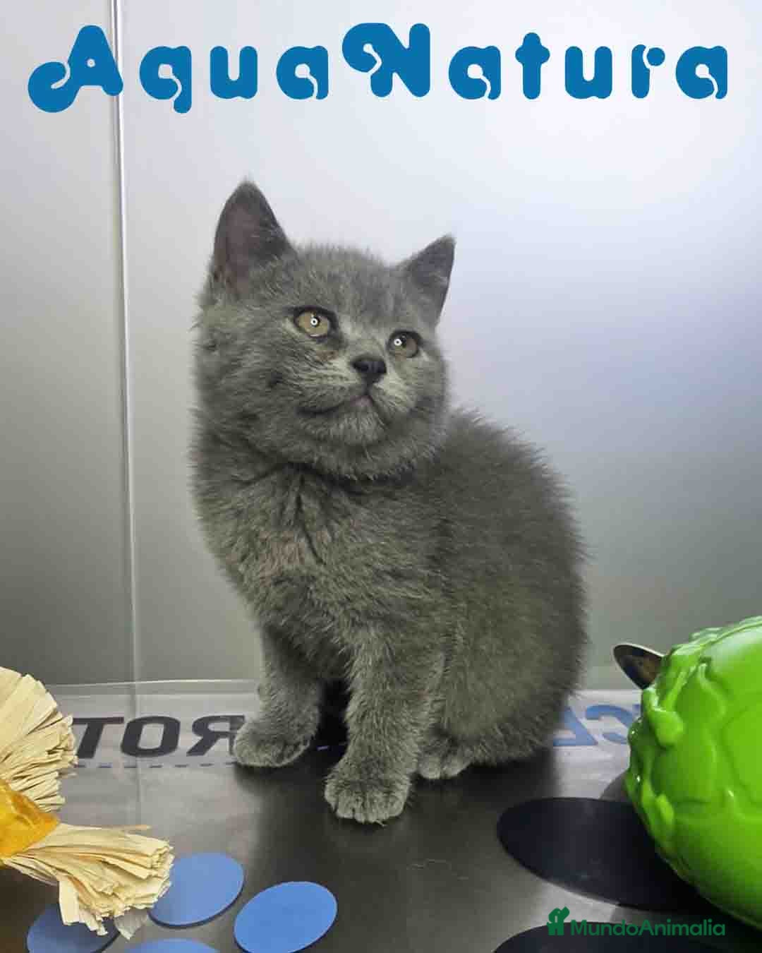 Británico de Pelo Corto Azul gatos British Macho 6344 AQUANATURA - Anuncio 2