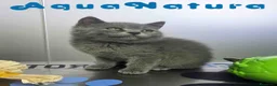 Británico de Pelo Corto Azul gatos en venta: British Macho 6344 AQUANATURA - Anuncio 1