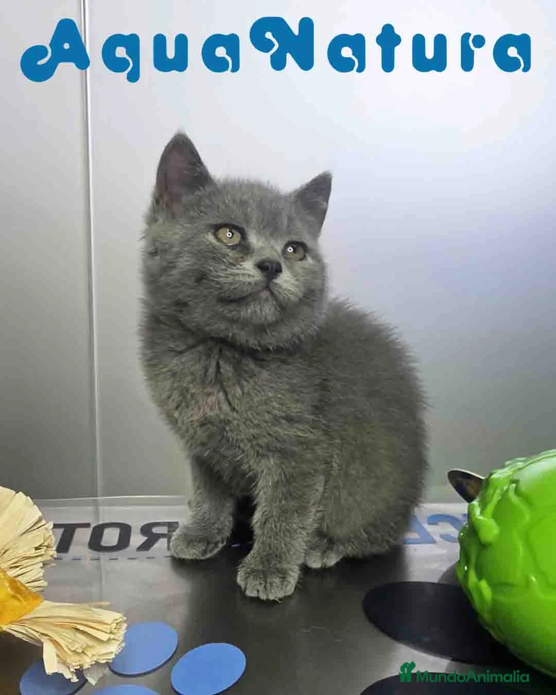 Británico de Pelo Corto Azul gatos en venta: British Macho 6344 AQUANATURA - Anuncio 1