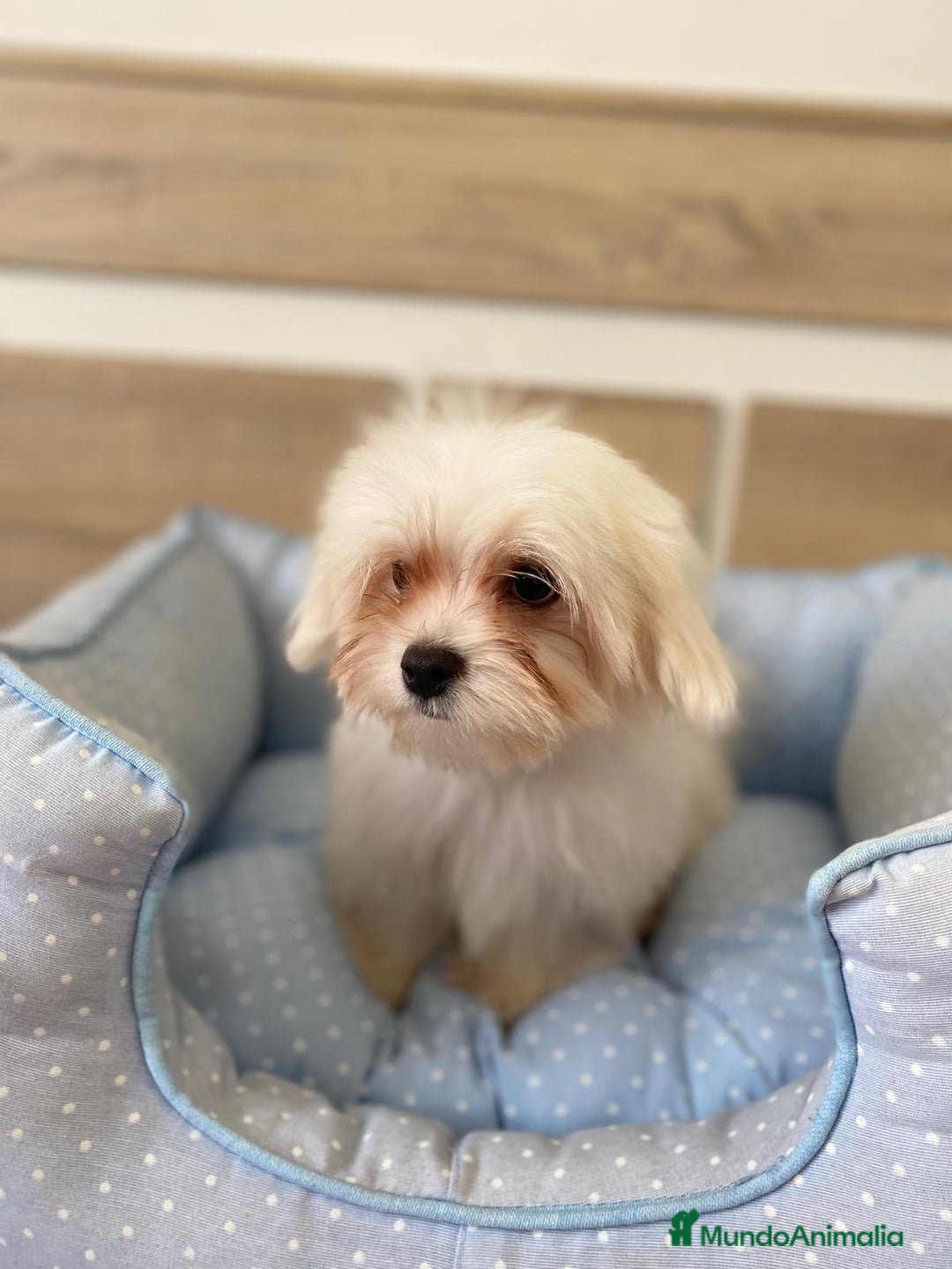 Bichón Maltés perros en venta: BICHON MALTES - Anuncio 8