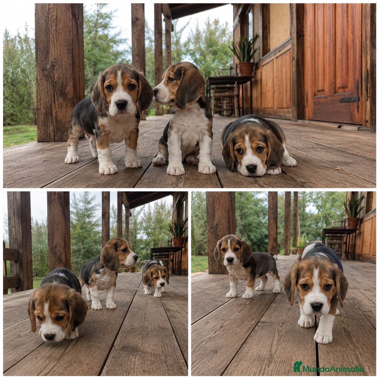 Beagle perros BEAGLE - AMERICANO !  - Anuncio 2