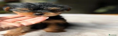 Yorkshire Terrier Cachorro 3
