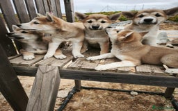 Shiba Inu perros en venta: Cachorros de Shiba Inu - Imagen 1