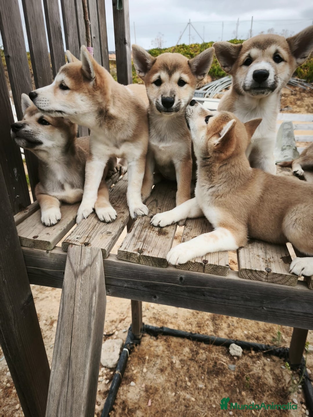 Shiba Inu perros en venta: Cachorros de Shiba Inu - Imagen 1