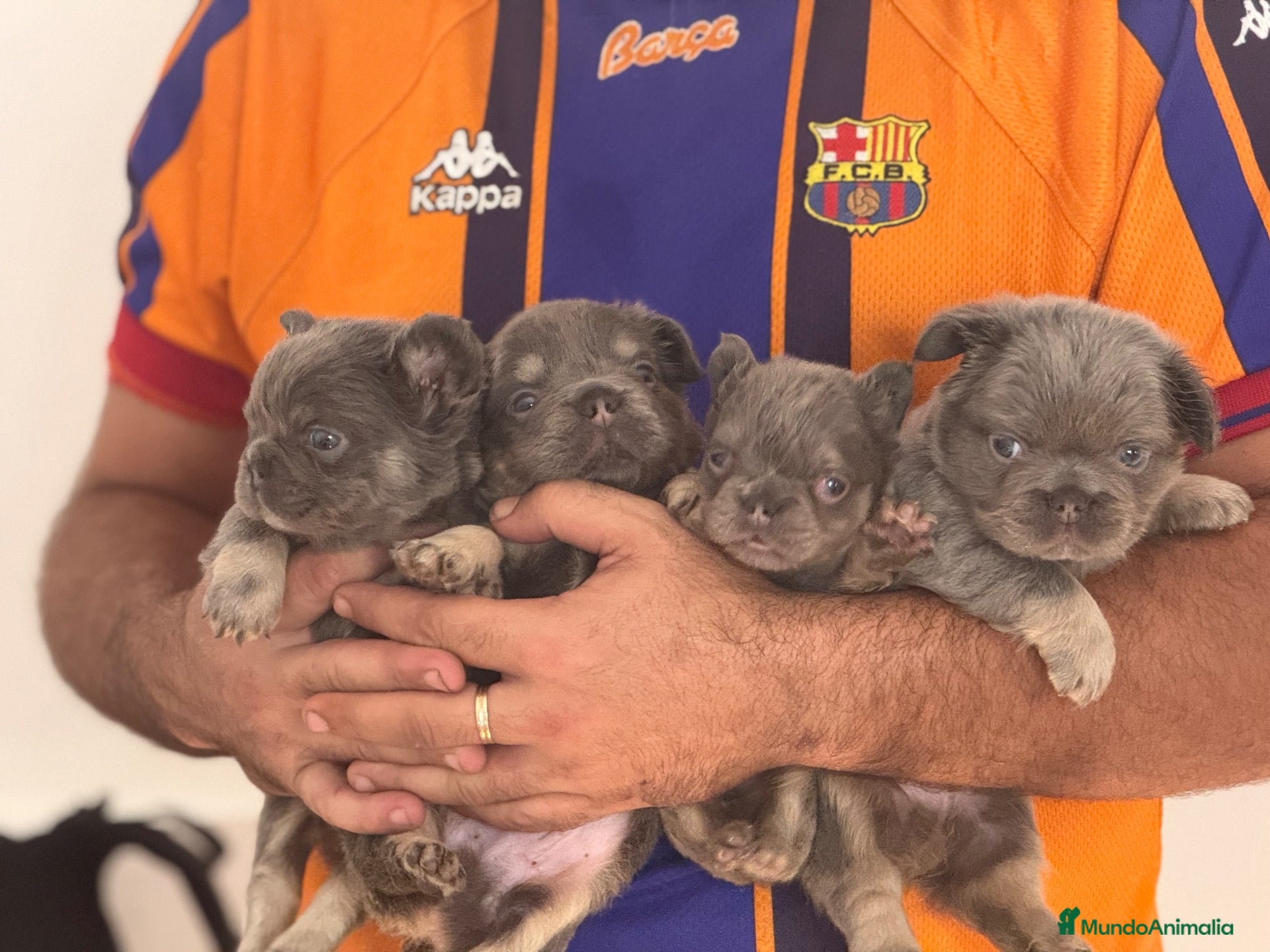 Bulldog Francés perros Bulldog francés Lilac fluffy  - Anuncio 1
