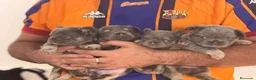 Bulldog Francés perros en venta: Bulldog francés Lilac fluffy  - Anuncio 1