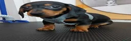 Teckel Miniatura perros en venta: teckel mini cachorros  - Anuncio 3