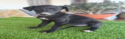 Galgo Español perros en venta: GALGOS ESPAÑOLES - Anuncio 6