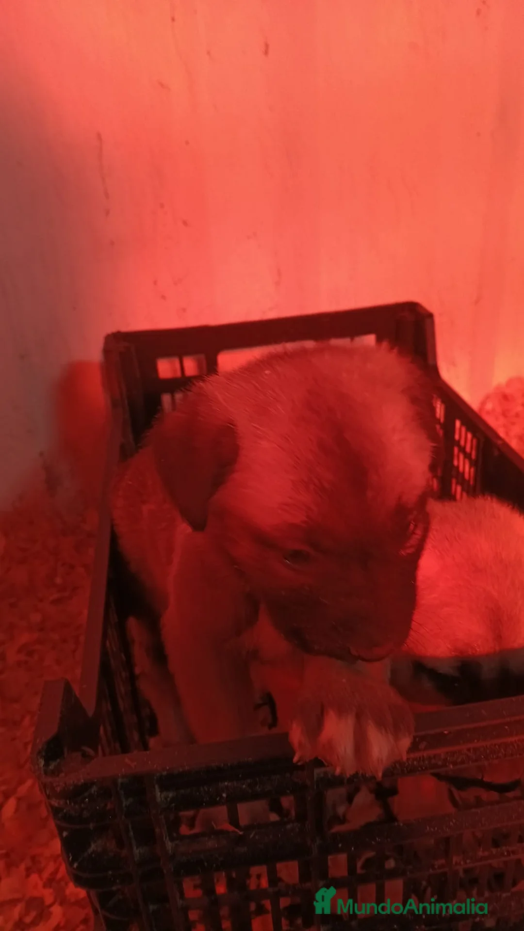 Mastín Español perros en venta: Hembra mastín  - Anuncio 6