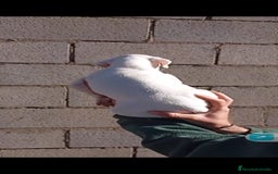 Boxer perros en venta: Última cachorrita de Boxer!! - Anuncio 3