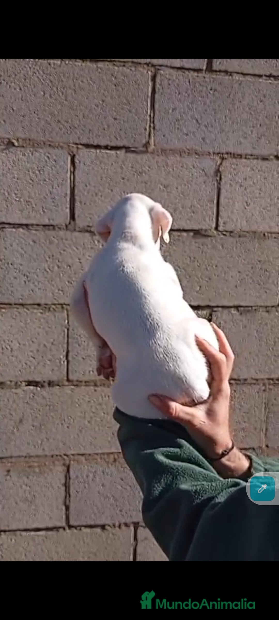 Boxer perros en venta: Última cachorrita de Boxer!! - Anuncio 3