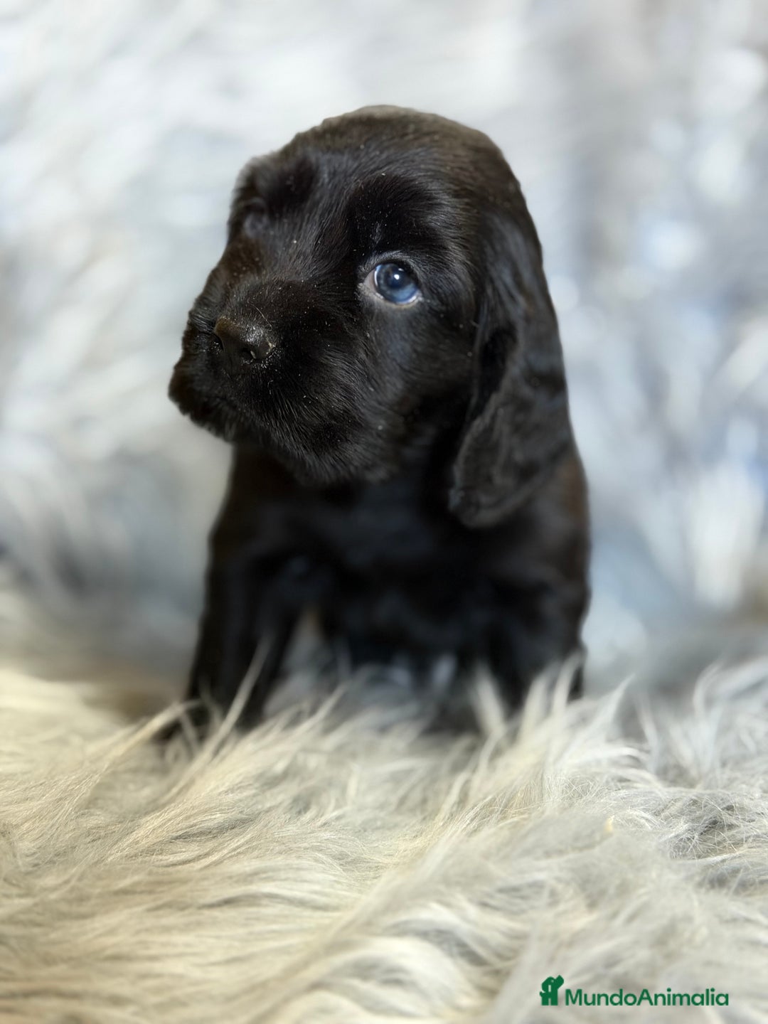 Cocker Spaniel Inglés perros en venta: Cocker inglés negro  - Anuncio 7