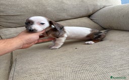Teckel perros en venta: Teckels kaninchen  - Imagen 2