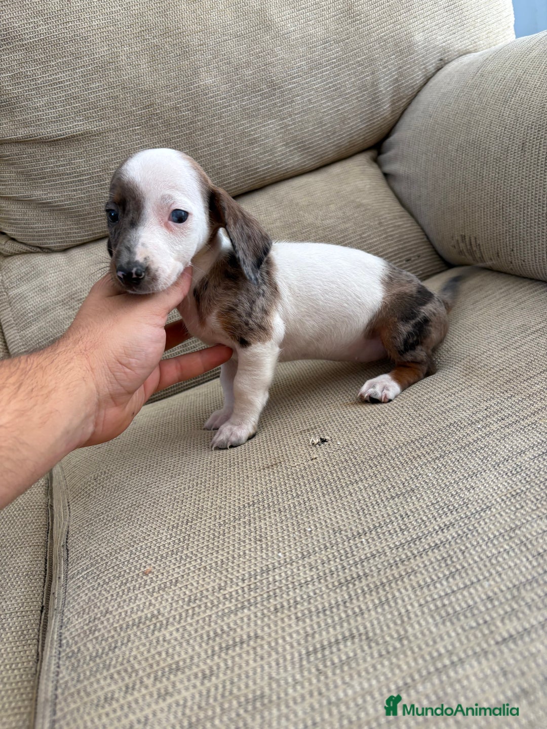 Teckel perros en venta: Teckels kaninchen  - Imagen 2