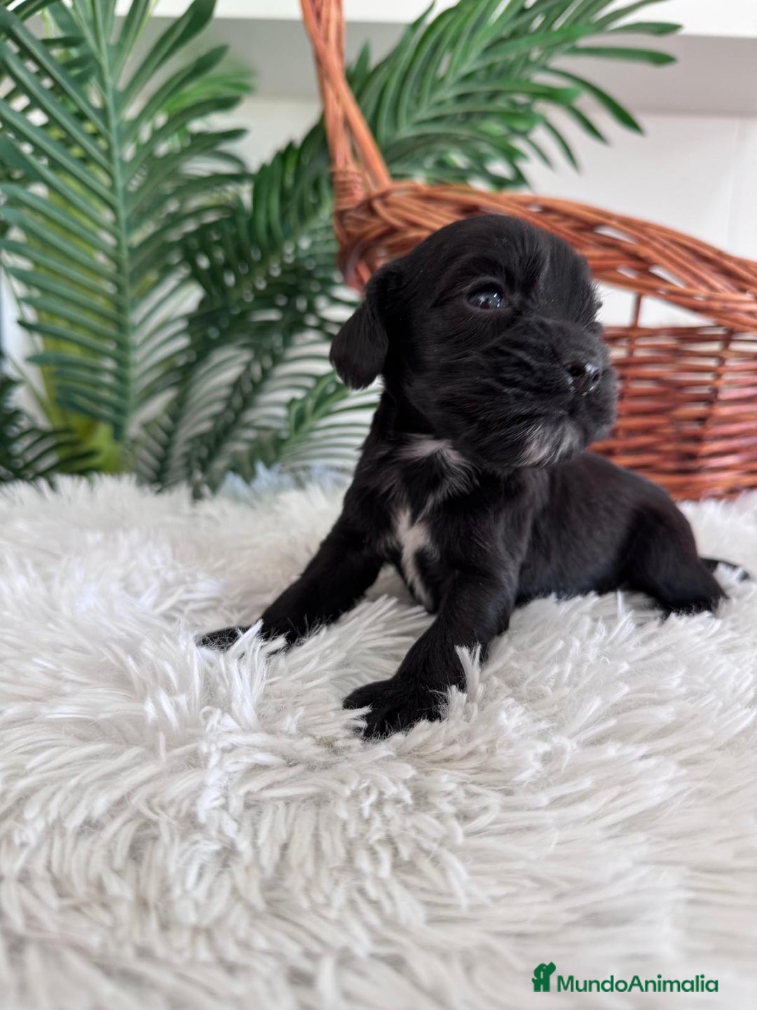 Cocker Spaniel Inglés perros en venta: COCKER SPANIEL INGLES - Imagen 8