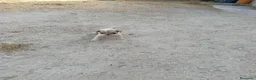 Bulldog Francés perros en venta: Bulldog francés  - Anuncio 5