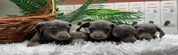 Teckel Miniatura perros en venta: TECKEL MINIATURA BLUE - Anuncio 9