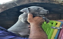 American Staffordshire-Terrier perros en venta: Machito y hembrita blue  - Imagen 2