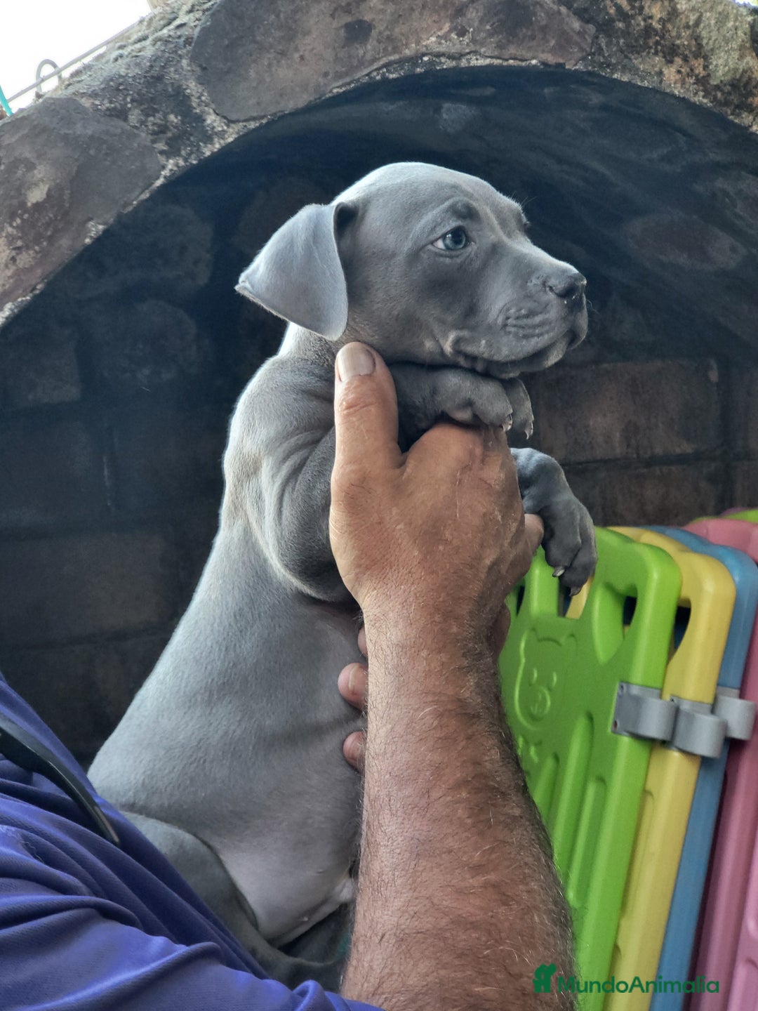 American Staffordshire-Terrier perros en venta: Machito y hembrita blue  - Imagen 2