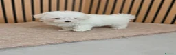 Bichón Maltés perros en venta: Bichón maltes Hembra disponibles  - Anuncio 5