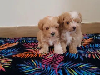 Maltipoo perros Cachorritos de Maltipoo - Anuncio 1