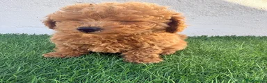 Caniche Toy 1