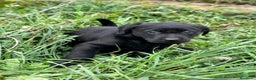 Labrador Retriever perros en venta: LABRADOR NEGRO NACIONAL en Barcelona - Anuncio 6
