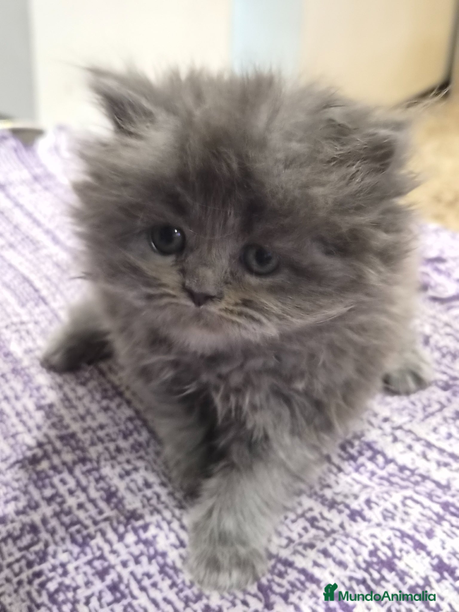 Persa gatos en venta: Gatos persas  - Anuncio 4