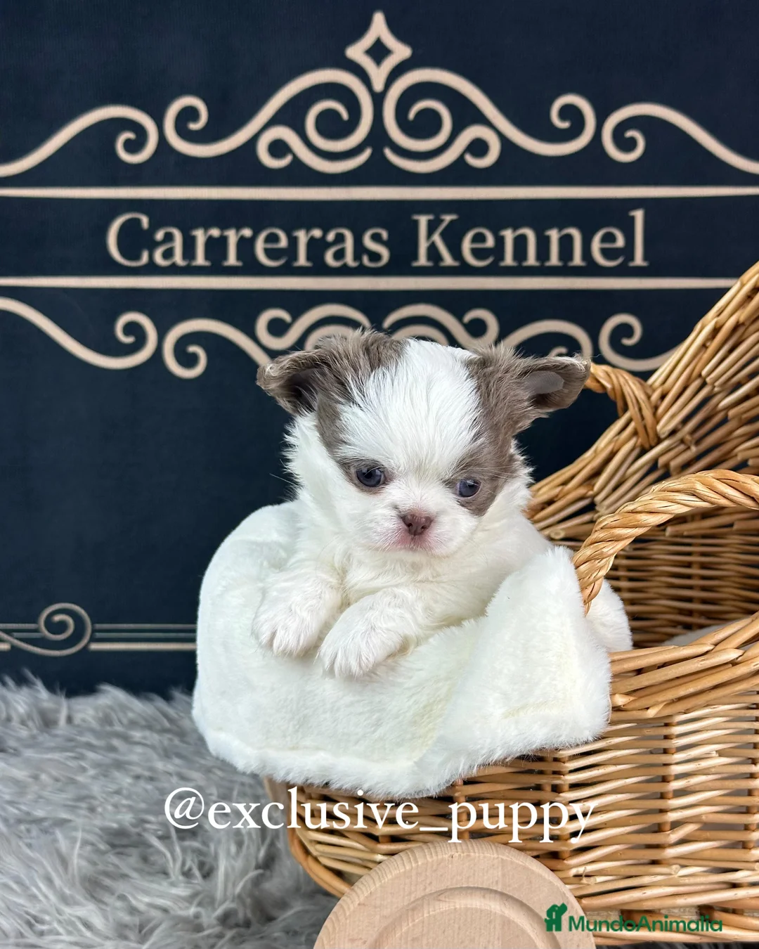 Chihuahua perros en venta: 🥇 Espectacular Chihuahua Miniatura  - Anuncio 3