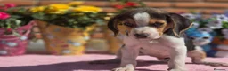 Beagle perros en venta: Disponibles beagle.. solo machos. Adopción  - Anuncio 2