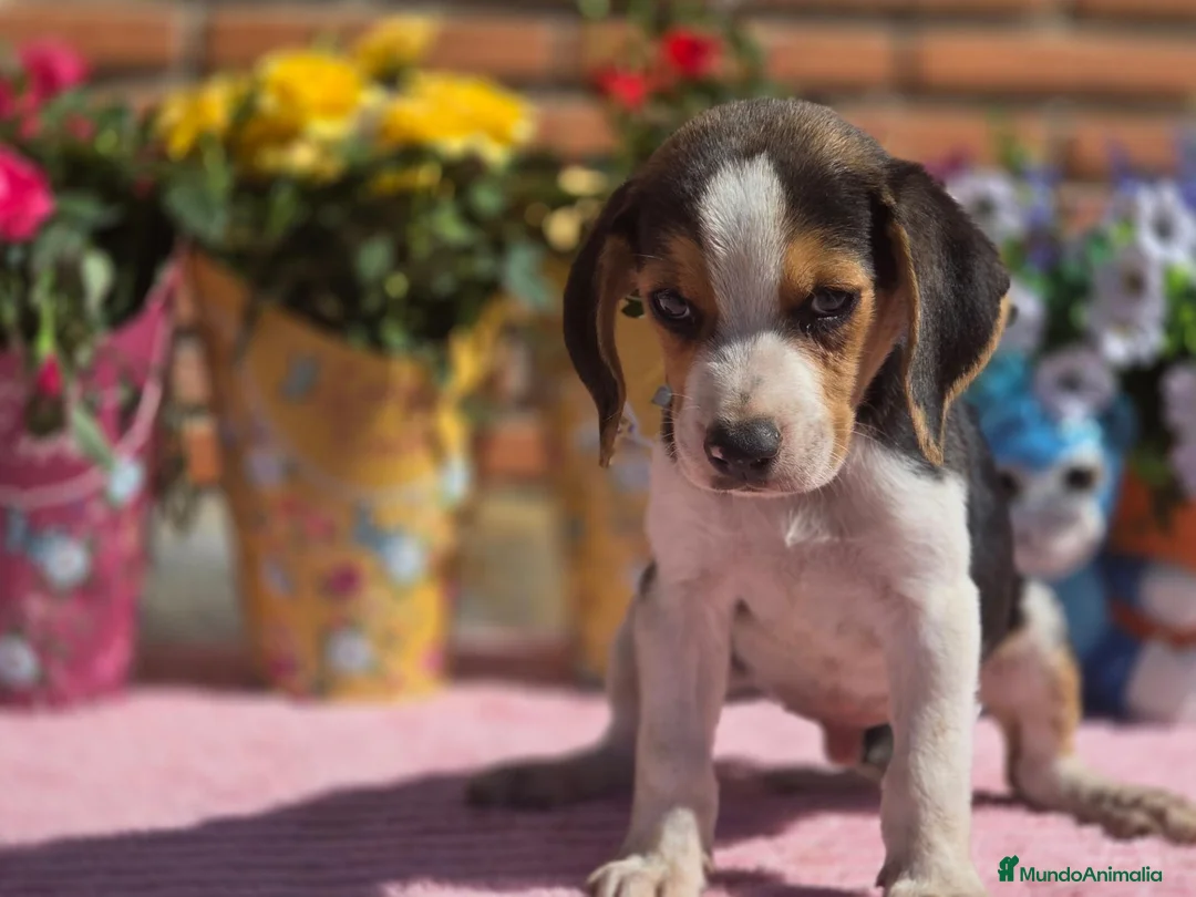 Beagle perros en venta: Disponibles beagle.. solo machos. Adopción  - Anuncio 2