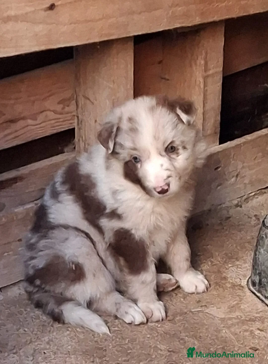 Border Collie perros en venta: Boder collie camada 1  - Anuncio 4