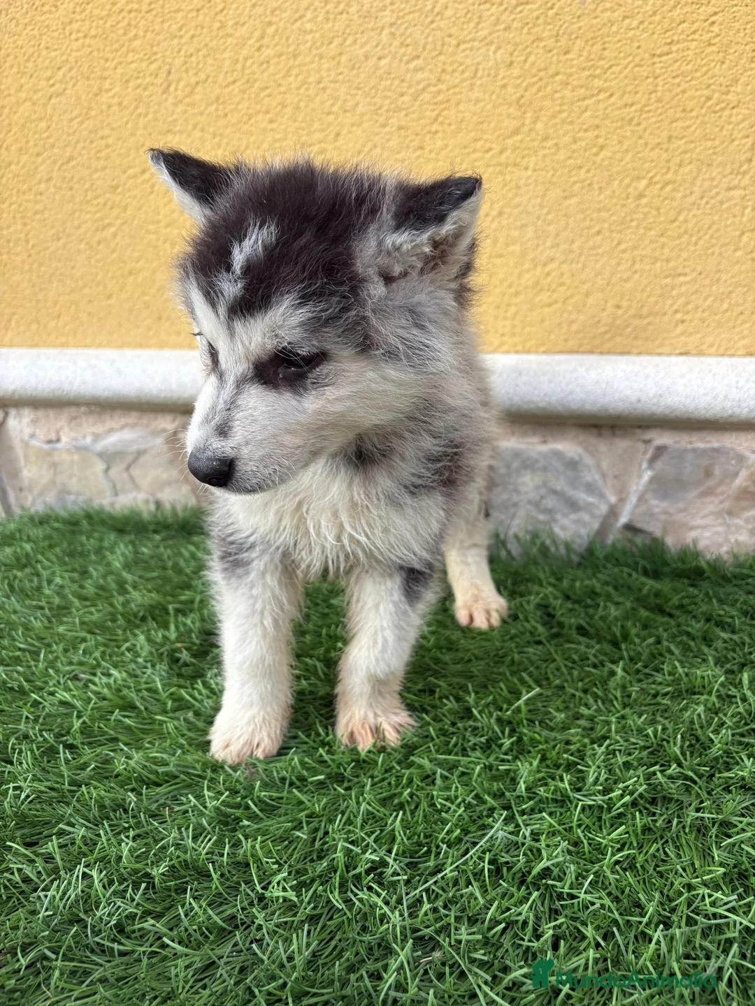 Husky Siberiano perros en venta: Husky siberiano macho  - Anuncio 7