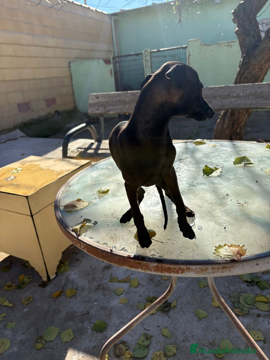 Pequeño Lebrel Italiano perros en venta: Pequeño lebrel italiano piccolo - Anuncio 7