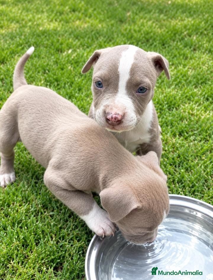 American Pit Bull Terrier perros en venta: American Pitbull Terrier - Anuncio 2