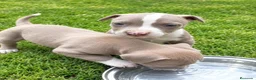 American Pit Bull Terrier perros en venta: American Pitbull Terrier - Anuncio 2
